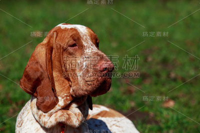 意大利猎犬