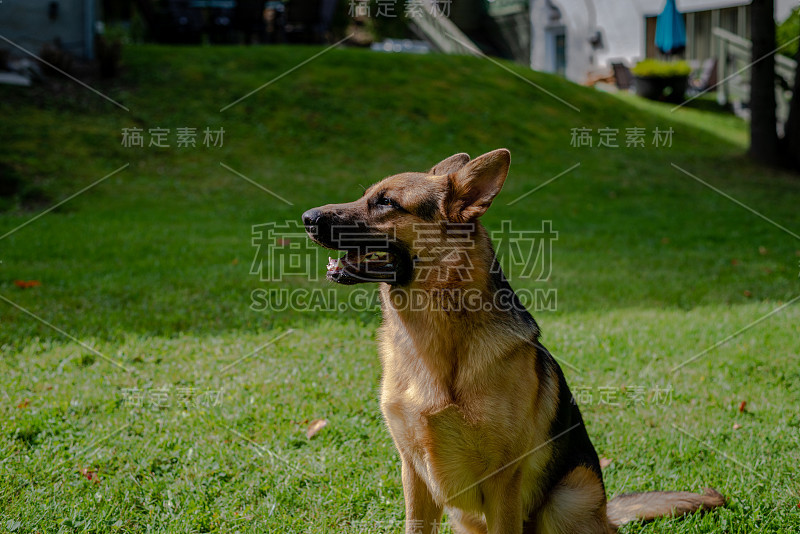 德国牧羊犬，训练活动