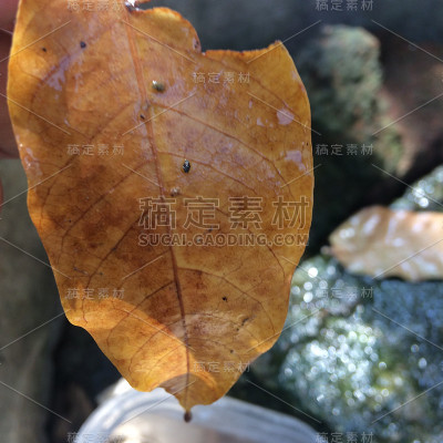 自然摄影