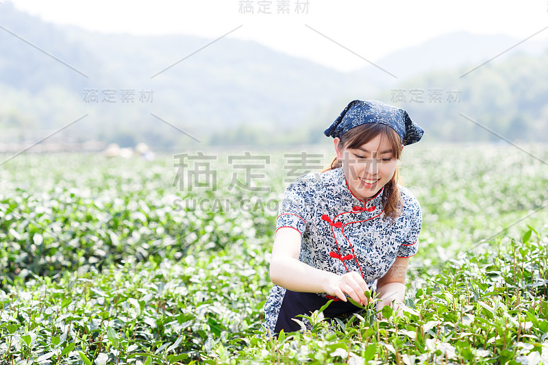 美丽的亚洲女孩采茶