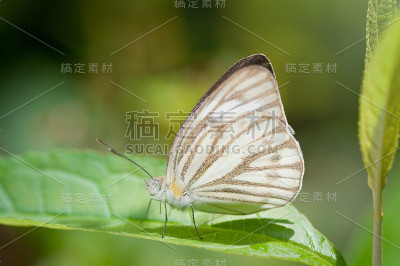 蝴蝶在叶