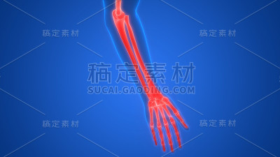 人体骨骼系统手骨关节解剖学