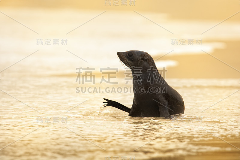 新西兰海狗-幼海豹(幼海豹)在日落时在新西兰海湾游泳。