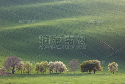 自然景观，绿树成荫，花木绵延