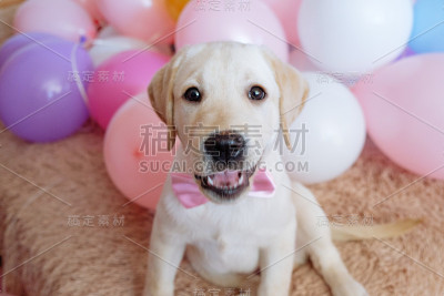 粉色蝴蝶结的拉布拉多猎犬小狗