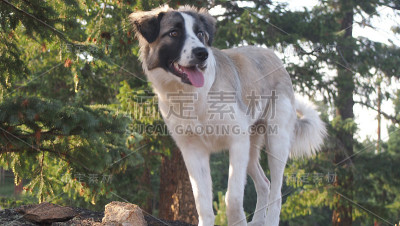 山地犬