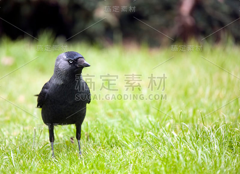 寒鸦 (Corvus monedula)