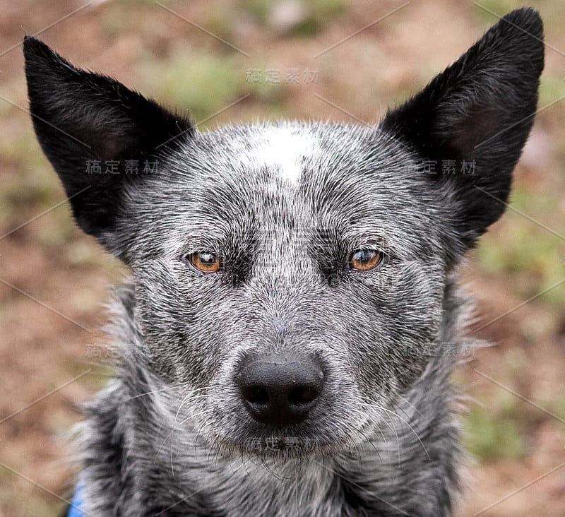 澳洲牧牛犬