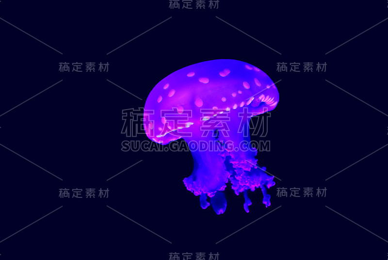 斑点水母(Phyllorhiza punctata)是水母的一种，也被称为浮铃水母、澳大利亚斑点水母