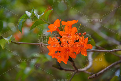 橙花花