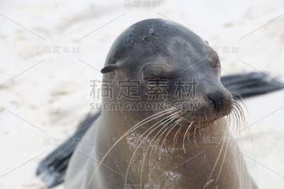 加拉帕戈斯群岛海狮