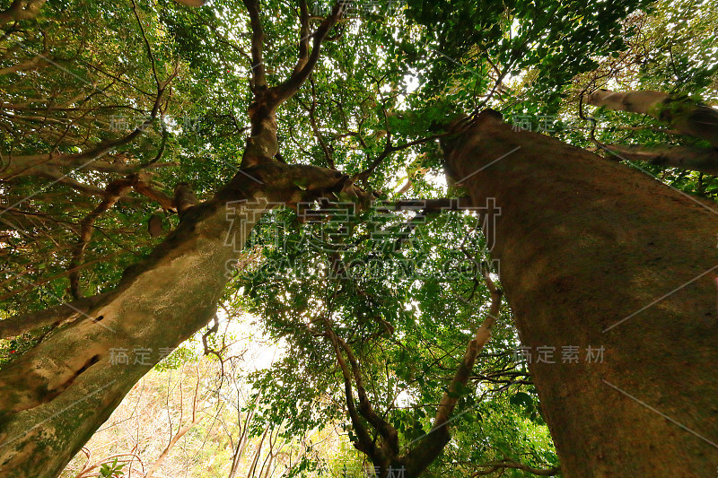 茶花，公园，茶花林，村庄，乡村，