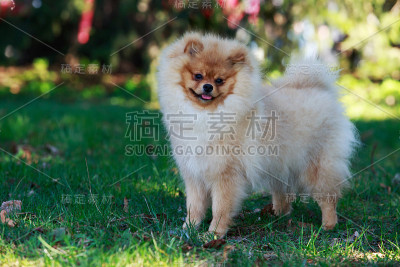 美丽的波美拉尼亚的狗