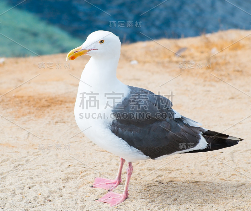 海鸥，美国加州圣地亚哥