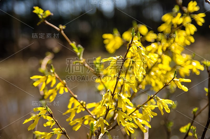 连翘的花朵