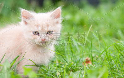 猫与深