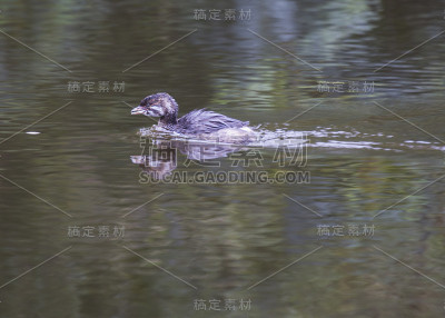 花嘴鸬鹚