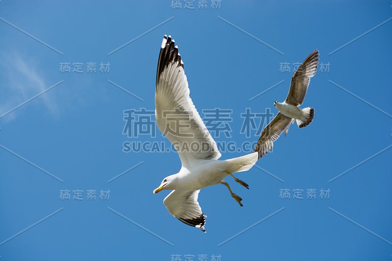 海鸥在天空中飞翔