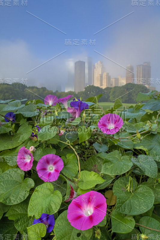 粉红色的牵牛花