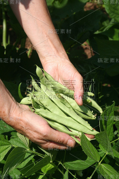 农夫的手拿着新鲜的豆子