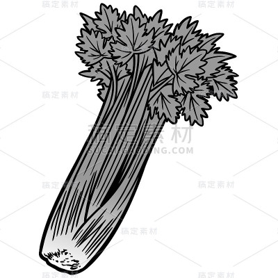 芹菜插图
