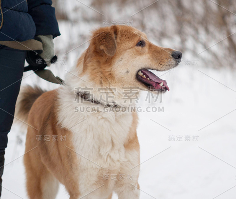 红色和毛茸茸的白色杂种狗站在雪地上