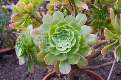 Aeonium arboreum