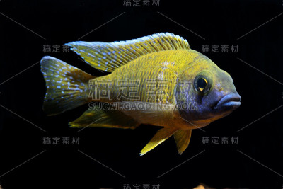 淡水水族馆鱼类