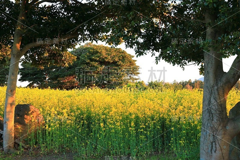 樱花、牧场、田野、樱花树、李子、油菜花、村庄、