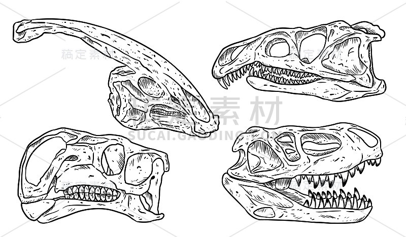 恐龙头骨线手绘素描图像集。收集食肉和食草化石的图像。矢量图