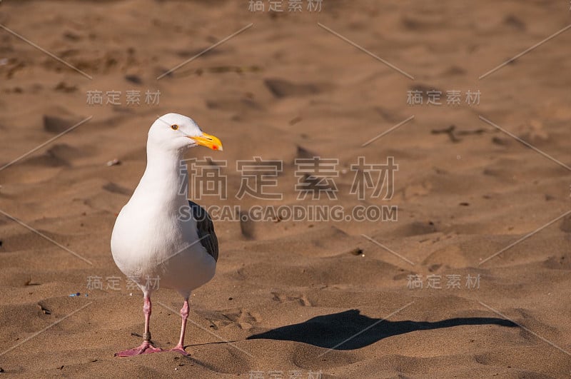 海鸥在海滩。