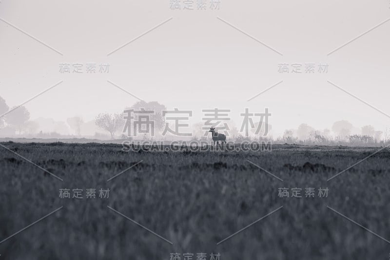 雾气缭绕的Nilgai