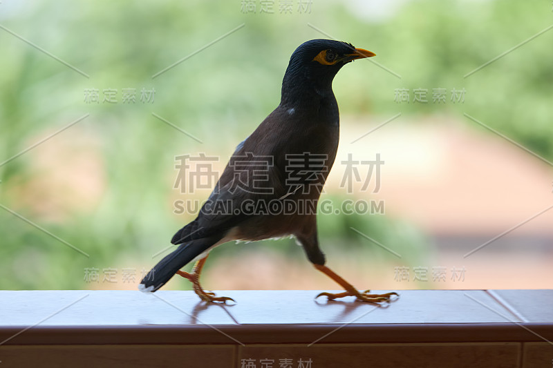 一只黑色的鸟，黄色的喙(acridos tristis)在绿色的背景上