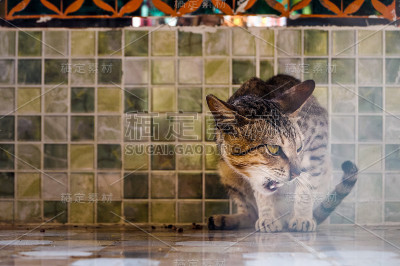 猫保护食物