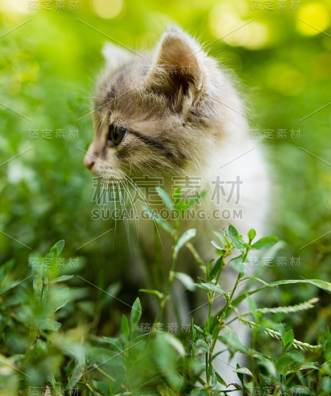 小猫在公园的绿草里