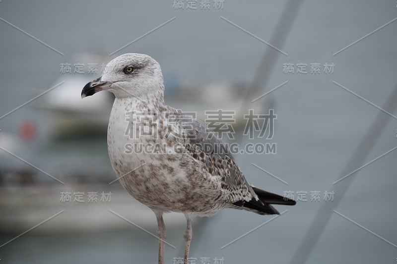 海鸥