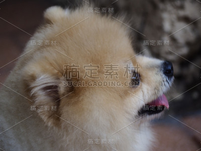 博美侧脸特写