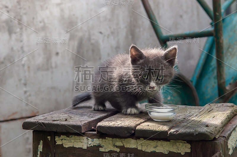 小猫喝牛奶