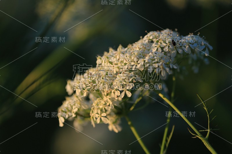 木犀草、牛欧芹、山萝卜。在早晨的阳光伞植物的白色的花序。在绿色的背景上，白色的花在初升的太阳下闪闪发