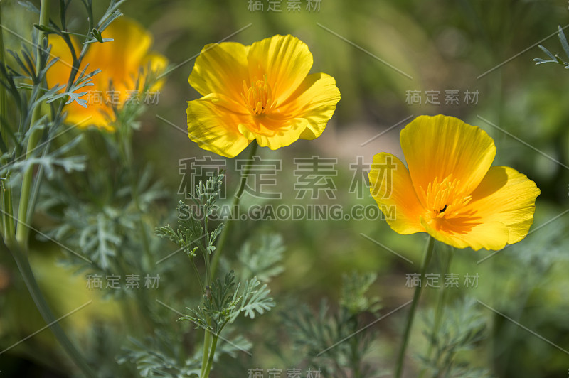 加利福尼亚杯金花盛开，加利福尼亚的田野，观赏野生植物在草地上