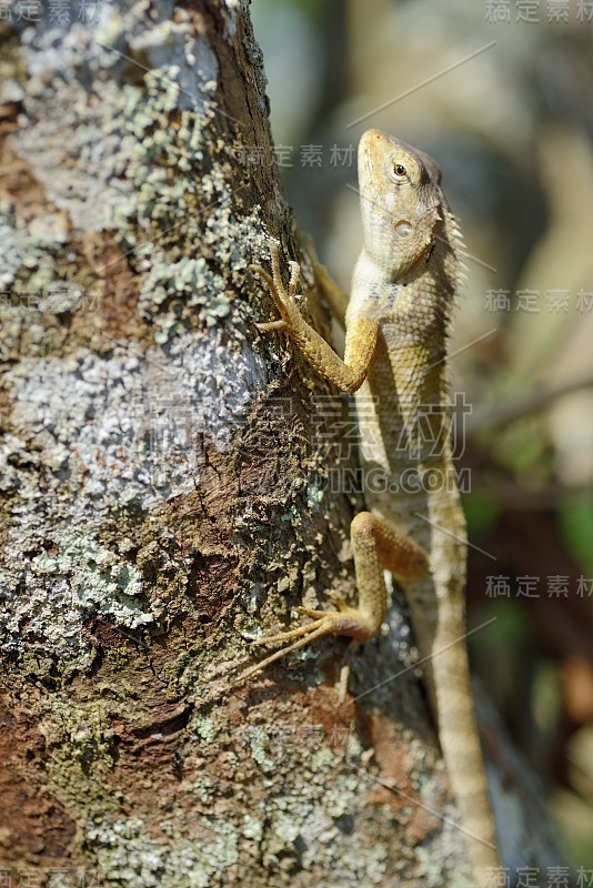 变色龙的蜥蜴