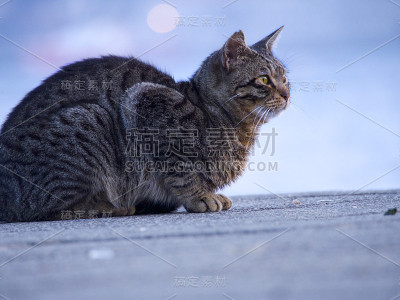 病人的猫