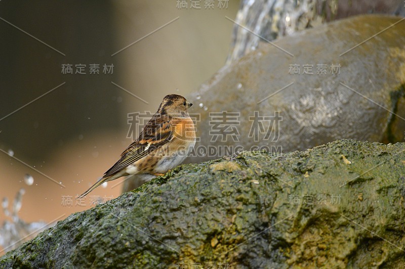 户外的流苏科鸟类在公园里