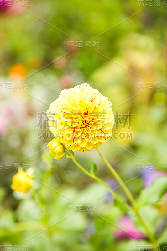 黄色花园大丽花-大丽花羽花-绿色花园花蕾