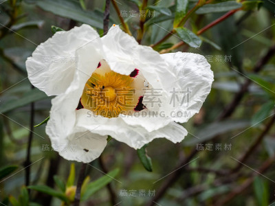 贾拉花