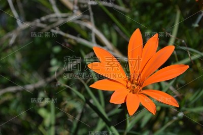 橘色花