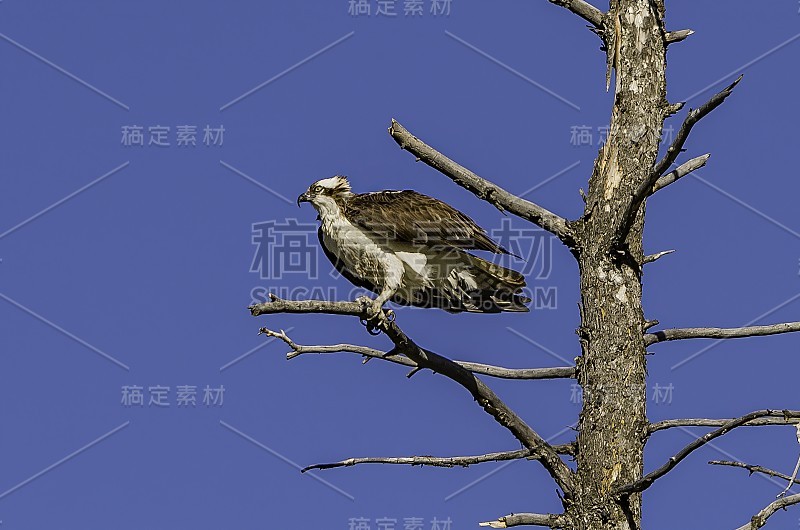 鱼鹰(Pandion haliaetus) -也被称为鱼鹰，海鹰，河鹰，和鱼鹰发现在黄石国家公园和巢