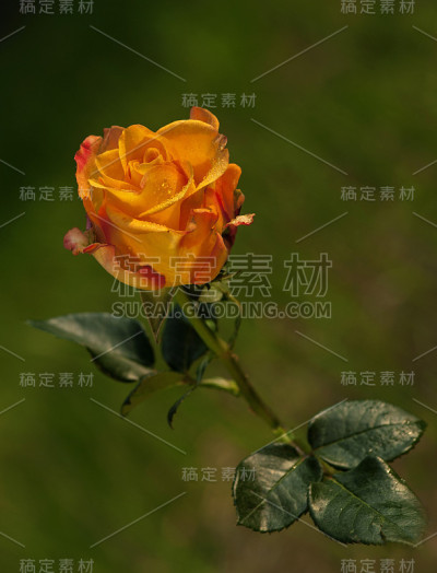 橙黄玫瑰