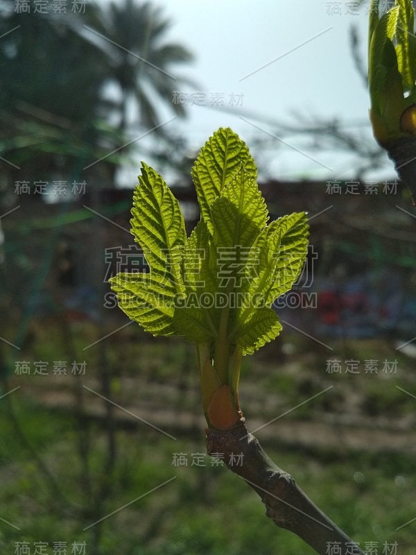 美好的早晨和阳光在海上