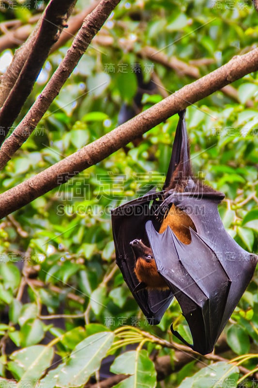 在泰国曼谷的Wat Po，泰国差春骚，用泰语说的Lyle's flying fox, Pteropu